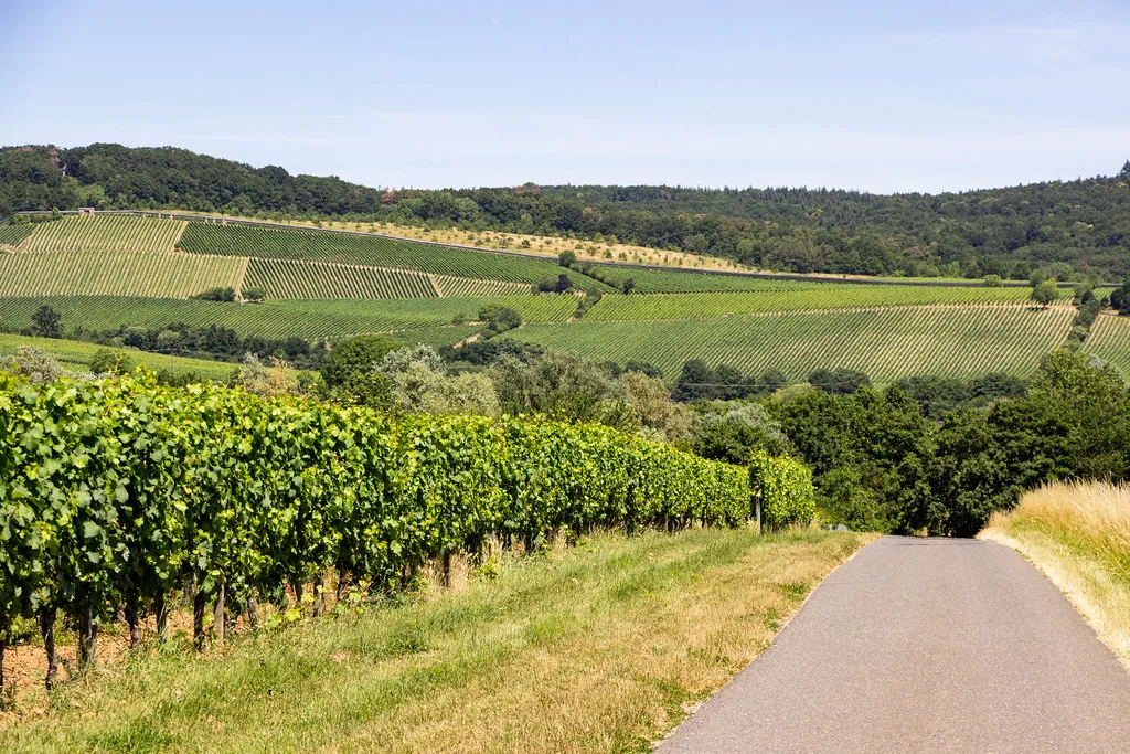 Blick auf Hallgarten im Rheingau